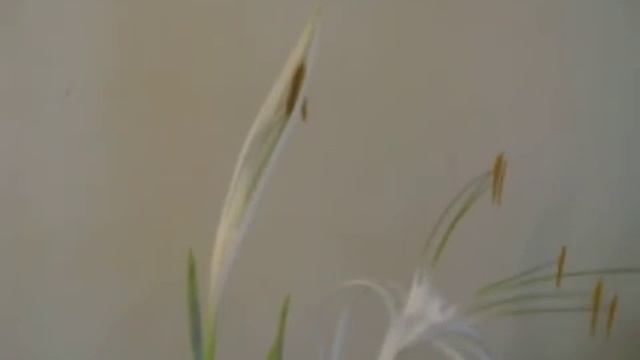 гименокаллис 2.AVI смотреть онлайн