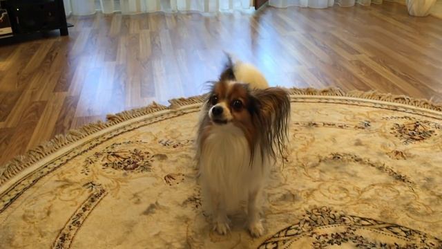 Папильон (Папийон) Вилли поёт. Papillon Willy