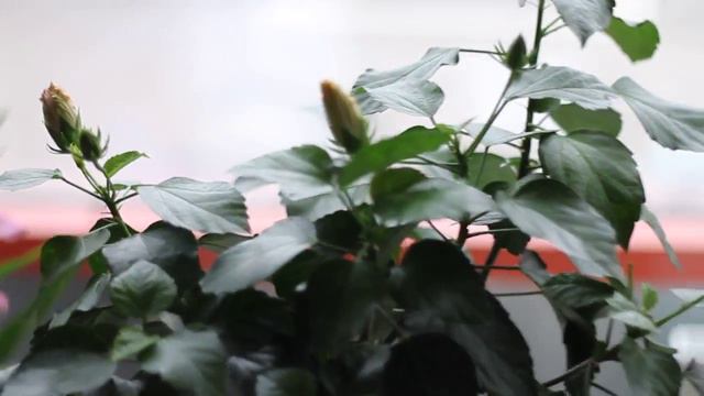 MVI 0767 смотреть онлайн