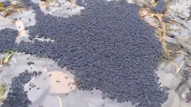 СНЕЖНАЯ БЛОХА - Заправленная антифризом смотреть онлайн