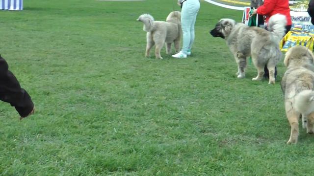 ЩЕНКИ СУКИ 1 * КАВКАЗСКАЯ ОВЧАРКА смотреть онлайн