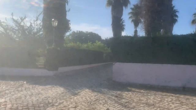 How to tell the difference: Washingtonia robusta vs. filifera vs. filibusta смотреть онлайн