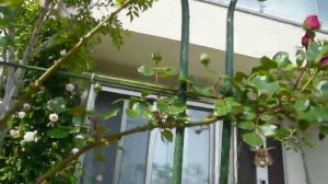 Minhas Rosas - Salambo Rose 15052011