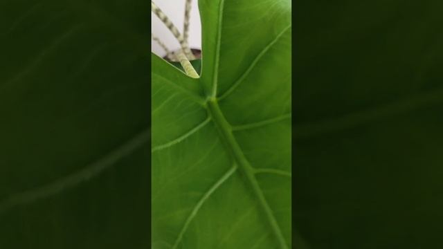 Алоказия Зебрина (Alocasia zebrina) - неповторимое и вызывающее восторг растение