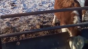 Бычки Герефорды Продажа.Крупный Рогатый Скот. Ферма. Быки.