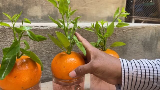 New idea ! Growing Oranges With Aloe Vera and Eggs | How to Grafting Oranges смотреть онлайн