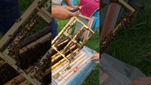 Отводок на одну рамку на не плодную матку