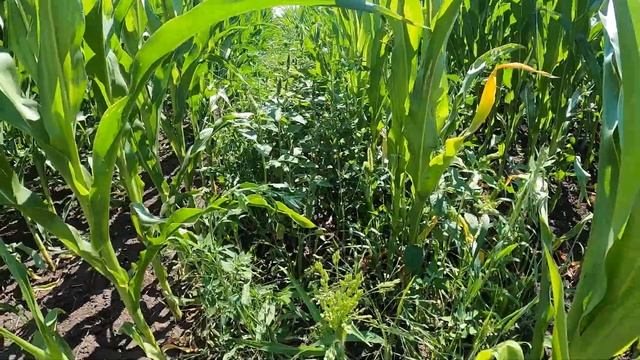 Элюмис на кукурузе, Самара смотреть онлайн