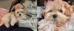 Первые дни и первая встреча. Щенок Мальтипу | Vlog