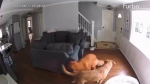 Скайнет наступает. Робот пылесос взял собаку в заложники)))