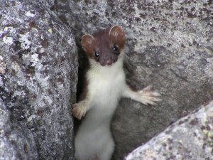 Послушаем мудрое утробное рычание ласки