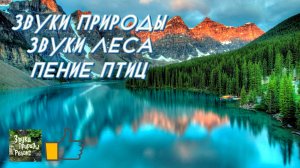 Звуки Природы, Пение птиц, Звуки Леса, для Релаксации, сна, Медитации.