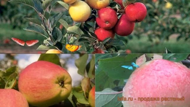 Яблоня обыкновенная Уэлси - Орловим (malus) ? обзор: как сажать, саженцы яблони Уэлси - Орловим смотреть онлайн