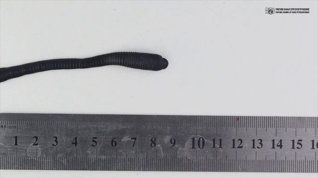 Пиявки. В аквариуме, в медицине, на рыбалке, в метеорологии и в дикой природе. // Clever Cricket смотреть онлайн