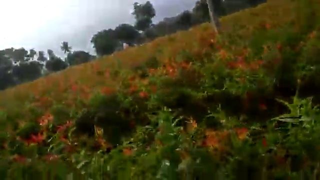 gloriosa superba garden / கண்வலி கிழங்கு смотреть онлайн