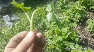 Малина пораженная малинной мухой