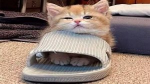 Я РЖАЛ ЦЕЛЫЙ ЧАС?ПОДБОРКА СМЕШНЫХ КОТОВ И СОБАК ДЛЯ ХОРОШЕГО НАСТРОЕНИЯ? #10