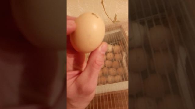 5 день инкубации Фокси Чик. Отрегулировал температуру на яйце. Ещё одно яйцо с трещиной. смотреть онлайн