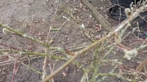 Помогите понять как вылечить растение.Магнолия звездчатая стеллата(Magnolia stellata (white) .