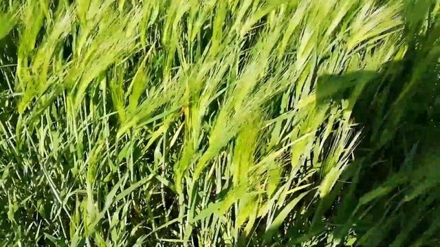 Болезнь на ячмене, и пересеваю края кукурузы, Фазаны вредители.