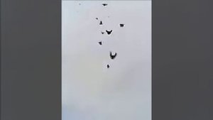 Голуби Морозовска