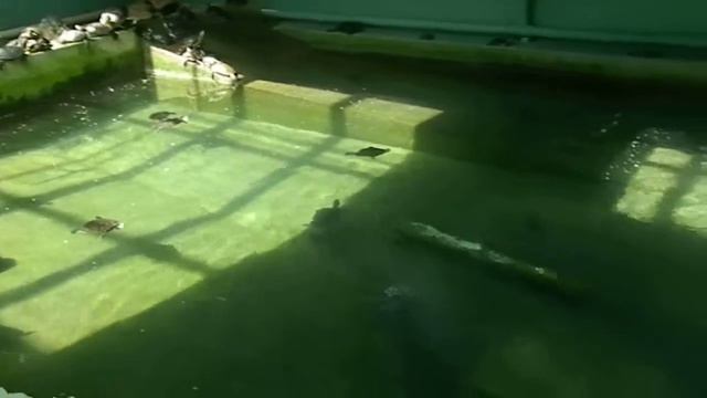 Стамбул. Гебзе. Зоопарк. смотреть онлайн