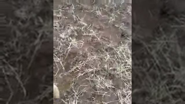 Казахские борзые тазы стравили лису смотреть онлайн