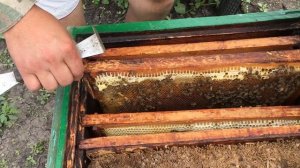 Маточники пчёл , как выглядит на рамке .