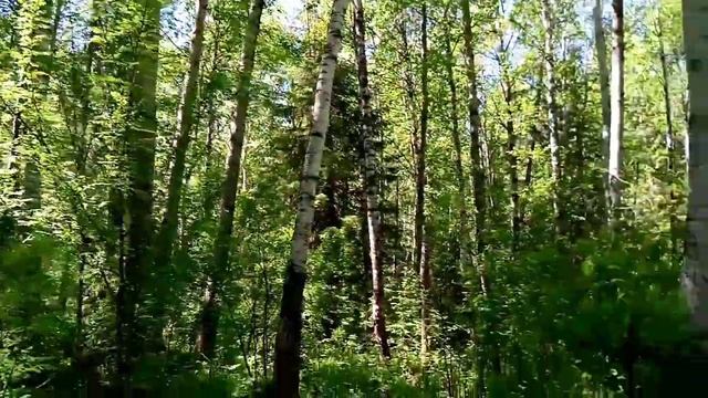 Прогулка по лесу. Без слов, шум леса, голоса птиц. Walk through the woods.