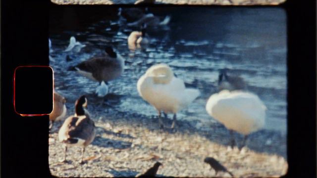 poems that keep me up at night. | Neruda Sonnet 17 | poetry short film смотреть онлайн