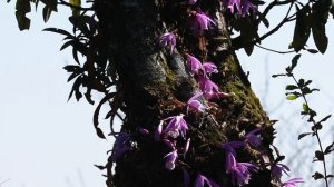 Pleione praecox in Nepal Himalaya.