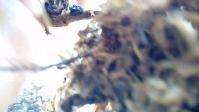 Венерин Башмачок Орхидея Пафиопедилум уход в домашних условиях смотреть онлайн