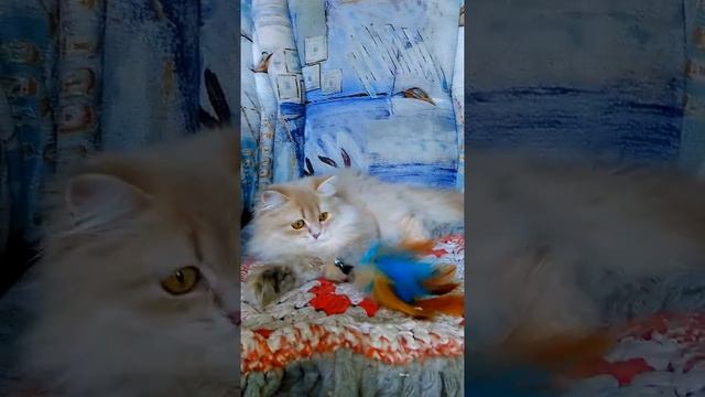 длинношерстная лиловая золотая шиншилла кошка