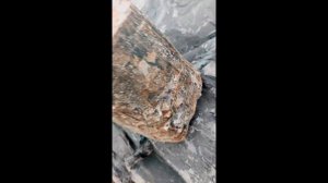 На окраине разреза нашли окаменелое дерево