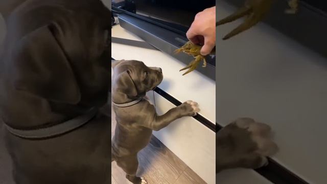 амстафф чуть не съел рака))) смотреть онлайн