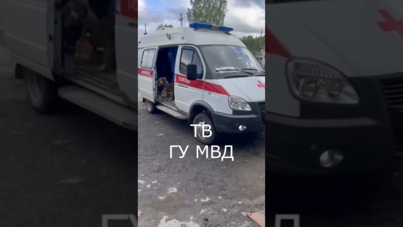 Потерявшихся в лесу детей привезли в больницу вместе с их питомцами