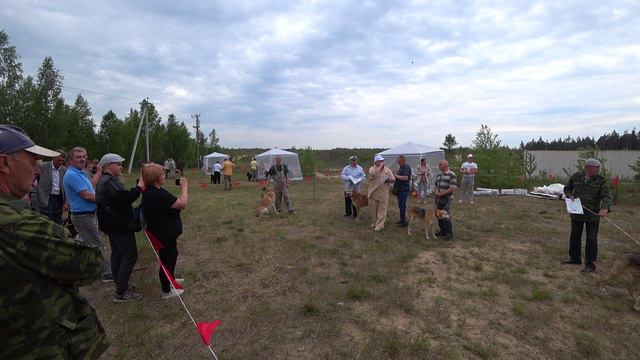 Русская гончая Побудка (Стрелка) (2 года 1 месяц). Областные испытания и областная выставка