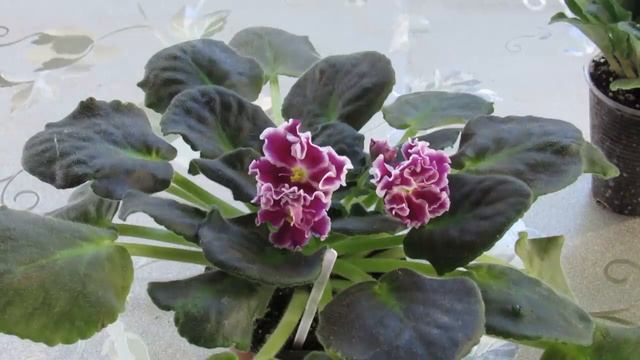 ПЕРЕКОРМЛЕННАЯ ФИАЛКА . КАК ВЫГЛЯДИТ И ЧТО С НЕЙ ДЕЛАТЬ смотреть онлайн