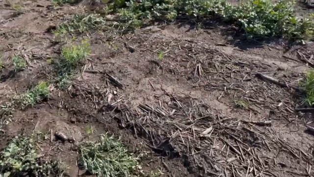 Як заробити 5000$ з гектара на продажі кавунів?Як проходять жнива пшениці.Пшениця без білка,фураж смотреть онлайн