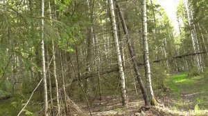 Нагонка Русской Пегой гончей по кличке Эва. ЗАЯЦ в кадре! Первый выезд после щенячки!