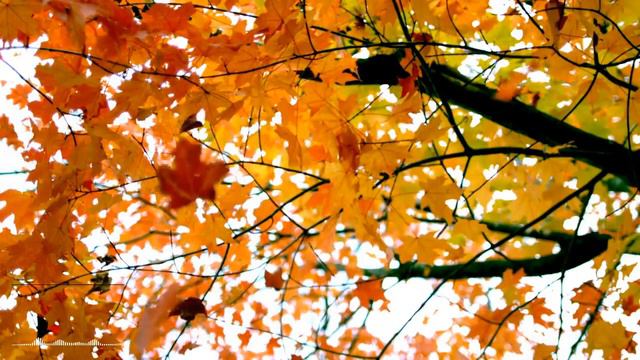 Leo Rojas Greatest Hits Full Album 2022 - Best of Pan Flute - Leo Rojas Sus Exitos 2022 смотреть онлайн