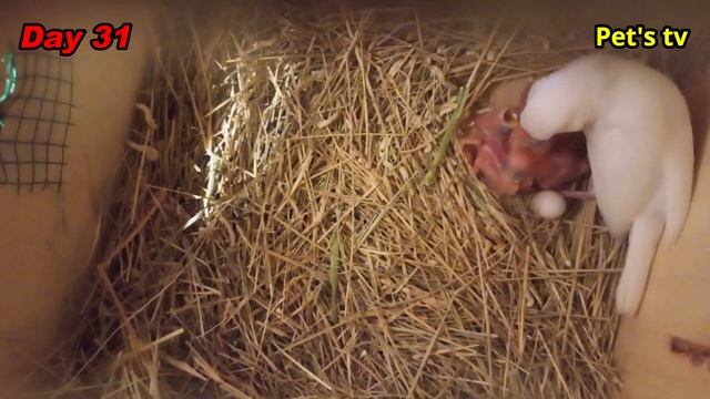 Java breeding progress | feeding chicks | day 30 to day 31 | Pets tv смотреть онлайн