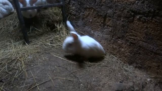 Кролики в яме (6) зимовка разведение кроликов +в яме смотреть онлайн