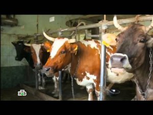 "Чудо техники". Выпуск от 8 мая 2016 года