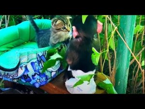 Люся ждёт ЛЮБИМУЮ КАШУ и от нечего делать ДРЕССИРУЕТ КОТОВ)