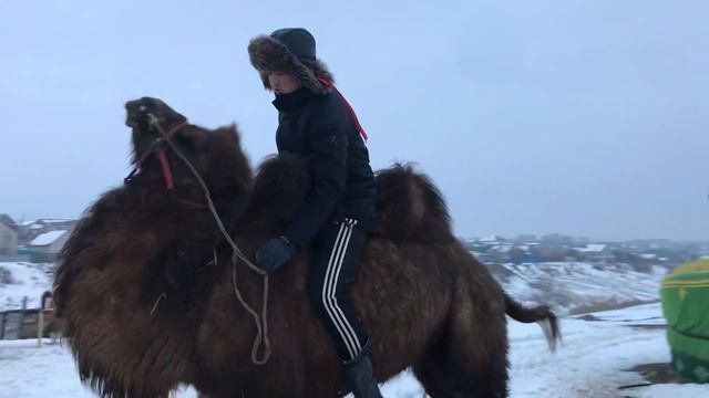 Заезжаем верблюда ч_3