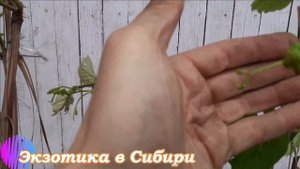 ?Виноград Зилга 29 05 2021?