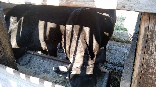 Откорм КРС в домашних условиях.Мини ферма. смотреть онлайн