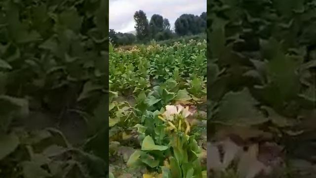 Как выращивают табак. смотреть онлайн
