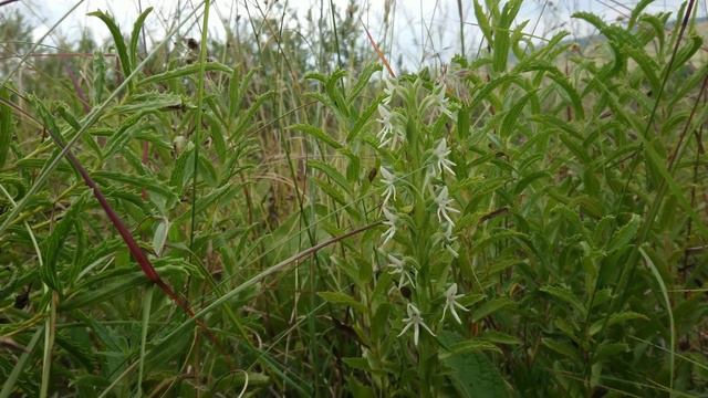 EP. 9 Highveld - Early Autumn [Early March] смотреть онлайн